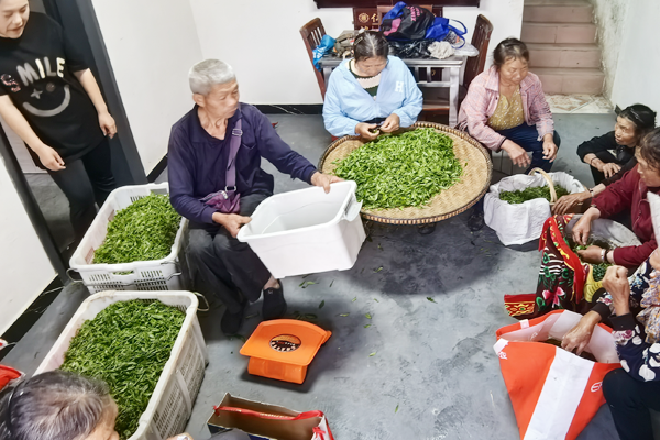 茶农采摘茶青