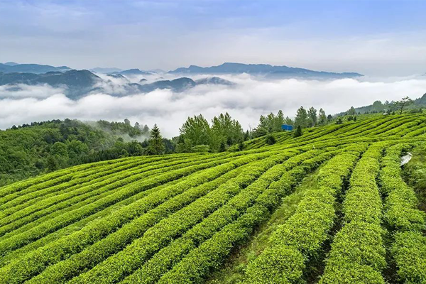 合作社茶园全景
